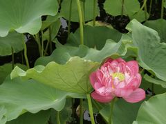 -莲花池公园