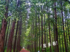 -日照海滨国家森林公园