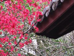 -棠湖公园