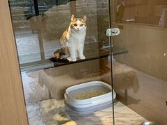 -悠尼宠物·独立低压伊珊娜洗护·美容·寄养(兰谷路店)