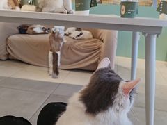 -怪兽屋·羊驼·猫咖·狗咖(俊华广场店)