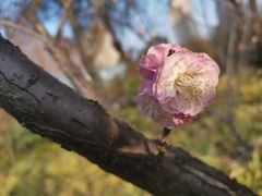 -新虹桥中心花园