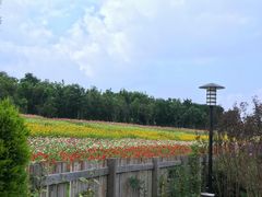-杭州湾海上花田景区