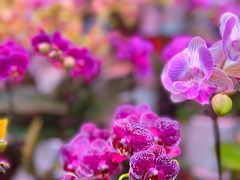 -花鸟鱼虫鲜花绿植市场(玉泉路店)