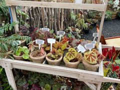 -上海鲜花港