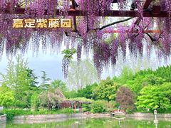 -嘉定紫藤园