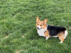 -趣玩宠物乐园寄养训犬训狗游泳池