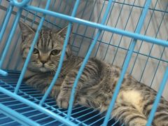 -瑞派动物医院·猫专科·至诚(江南中分院)