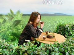 -雪绿茶博物馆