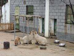 -合肥野生动物园