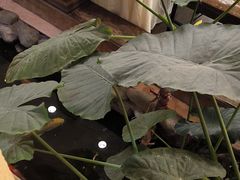 -顺峰·粤菜海鲜·早茶自助(阜成店)