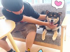 -南京Hallo宠物乐园·哈罗犬舍·柴犬繁育基地