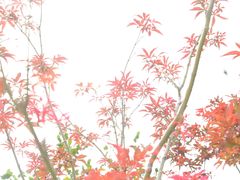 -广州市帽峰山景区