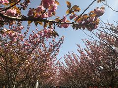 -高东镇樱花园