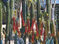 -深圳仙湖植物园