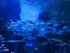 -华夏文旅海洋公园