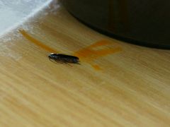 android_upload_pic-新记肉骨茶