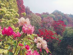 -贵州百里杜鹃风景名胜区