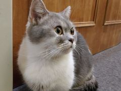 -猫色咖啡·猫咖