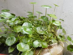 -姚家豆花