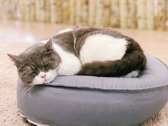 -酷豆宠物咖啡·宠物美食·撸猫馆