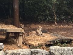-广州长隆野生动物世界