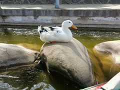 -莲湖公园