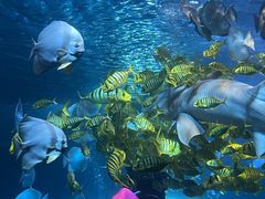 -太平洋海底世界