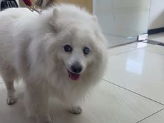 -美联众合动物医院·24h京西诊疗中心