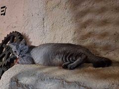 -猫岛主趣味餐厅(鼓浪屿店)