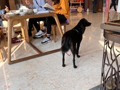 -上海崇明金茂凯悦酒店