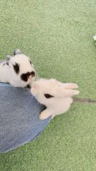 -萌宠亲子动物乐园(槐房万达店)