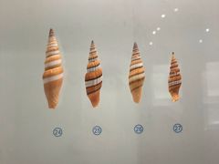 -青岛贝壳博物馆