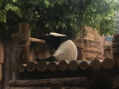 -泉州海丝野生动物世界