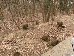 -黔灵山公园