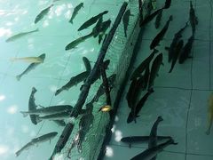 -钰田大院·碳烤虹鳟鱼·怀柔地道农家菜(雁栖湖店)