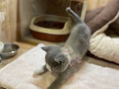 -八公叔叔宠物美容连锁(春申店)