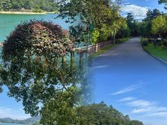 -广州市流溪河国家森林公园