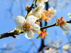 -荔枝公园(福田区)