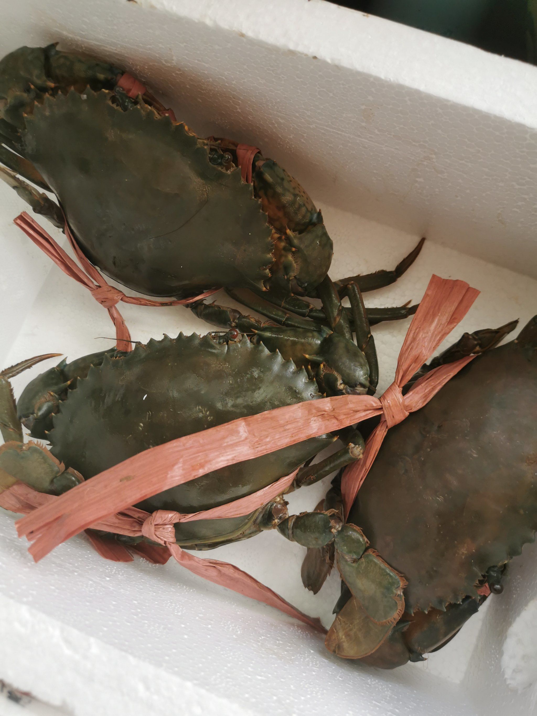 浙江快递买的红鲟膏蟹,跟北方的螃蟹不一样