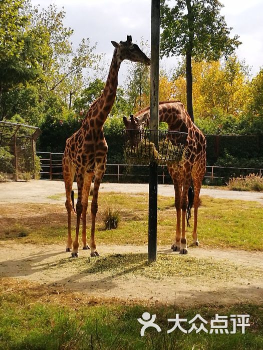 上海野生動物園圖片 - 第3231張