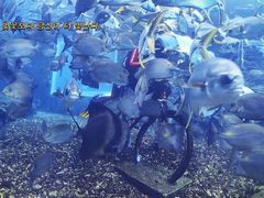 -海棠湾洲际-涛·海底餐厅·美人鱼·自助餐·海底隧道