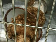 -骐奇宠物诊疗中心(南亭公路店)