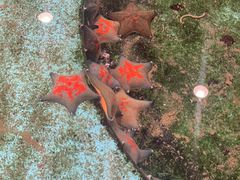-西海国立公园九十九岛水族馆