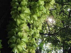 -天鹿湖森林公园