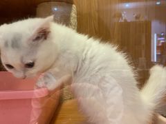 -Pets First伊珊娜洗护·精致美容·家庭式寄养(新会路店)
