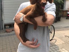 -爱侣宠医·鹦鹉专科·小型哺乳类·异宠专科(灵石路店)