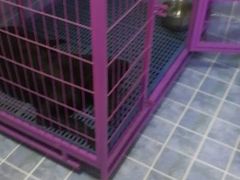 -波姐宠物家庭寄养