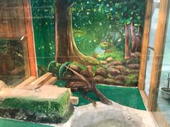 -上海大自然野生昆虫馆(东方明珠·爬宠昆虫探索中心)