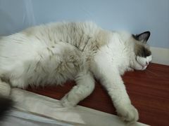 -天使宠物医院·犬猫分诊(彩虹店)